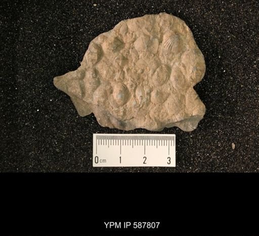 undet. Brachiopoda