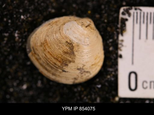 Limopsis striatopunctatus