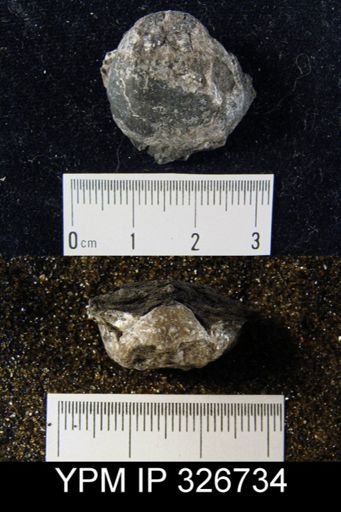 Productus sp.