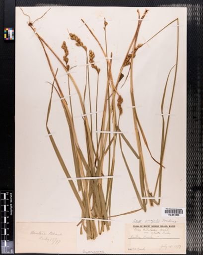 Carex projecta