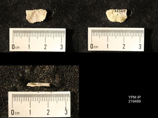 Chonetes granulifer