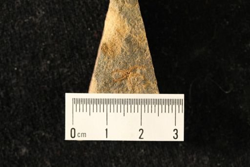 undet. Protasteridae