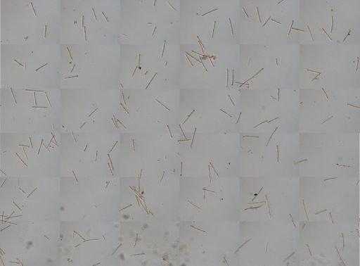 Agelas cf. dispar