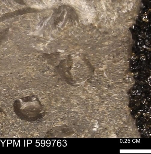 Protocardia subquadrata