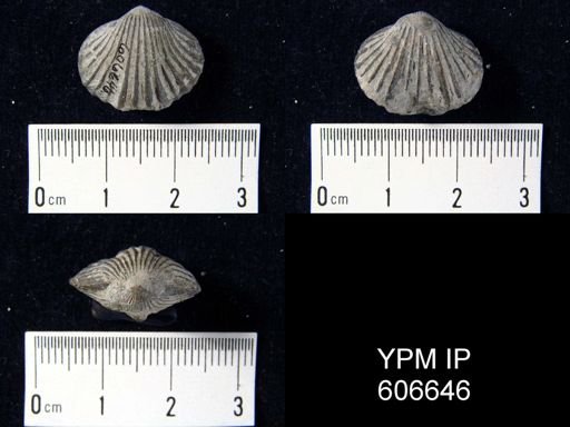 Rhynchotrema janeum