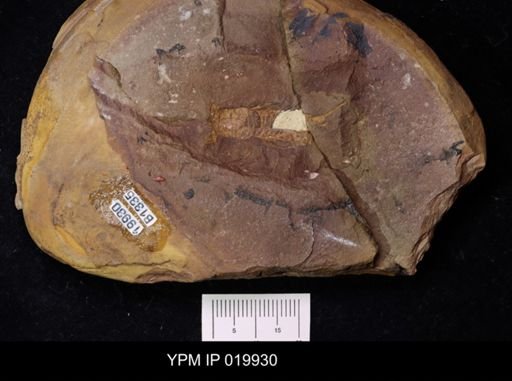Anthracaris gracilis
