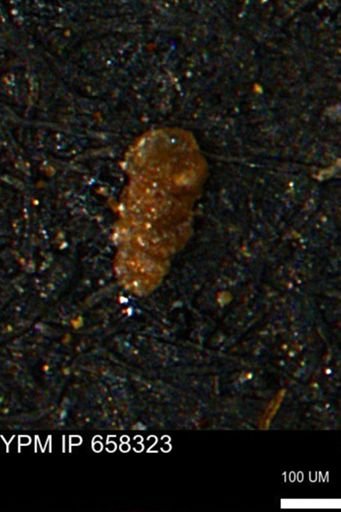 Verneuilinoides kansasensis