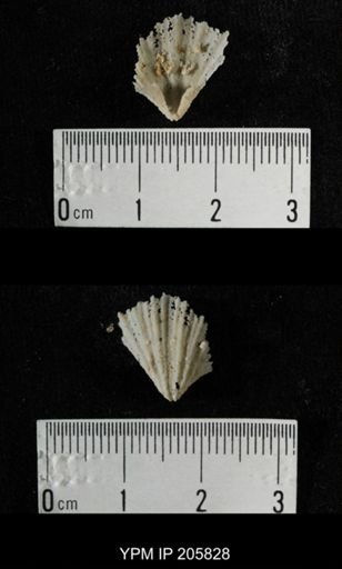 Neospirifer sp.