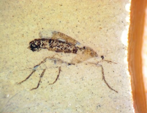 undet. Diptera