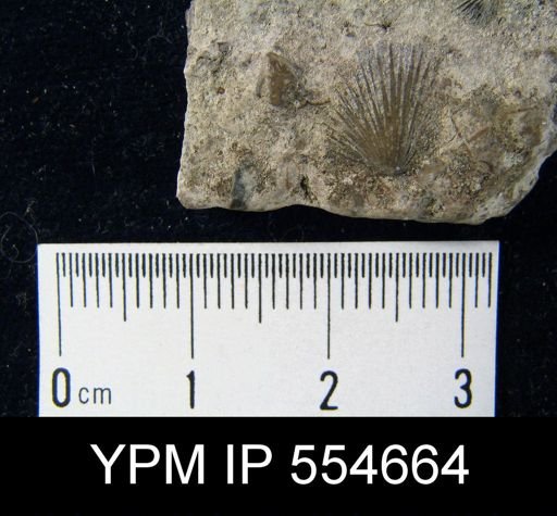 Hyattidina congesta junea