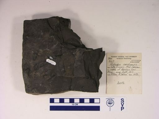 Rutiodon carolinensis