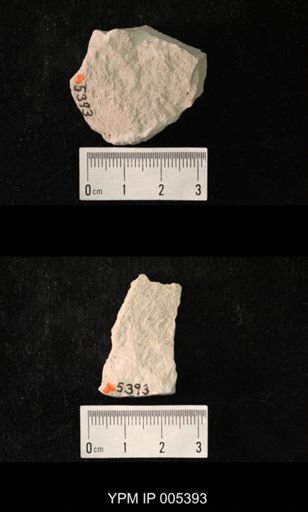 Delopterum minutum