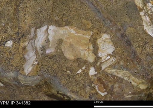 undet. Mollusca