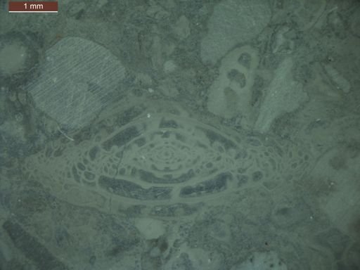 Triticites cullomensis