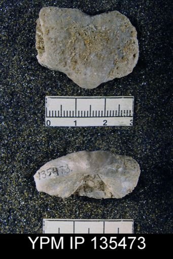 Spirifer (Neospirifer) musakheylensis