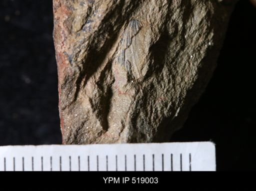 undet. Brachiopoda