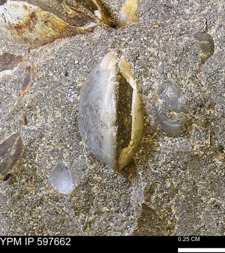 Protocardia?