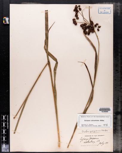 Scirpus atrovirens