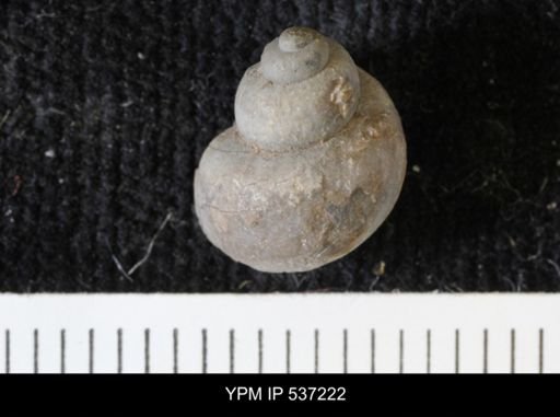 Viviparus montanaensis