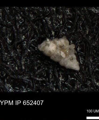 undet. Heterohelicidae