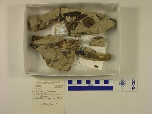 undet. Actinopterygii