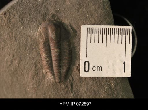 Ellipsocephalus hoffi