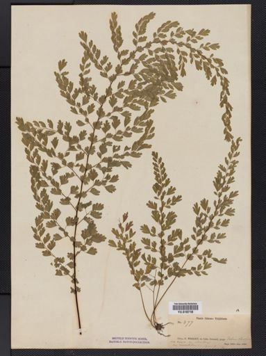 Plantae