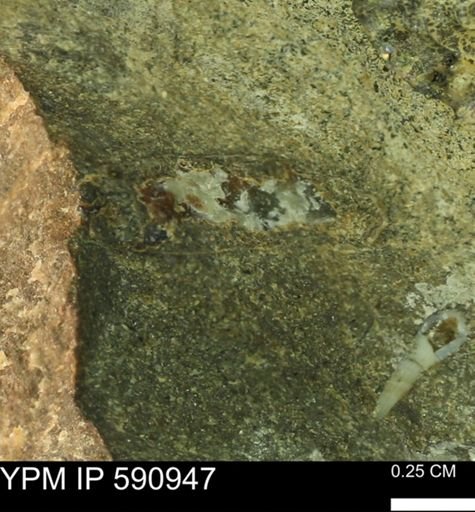 undet. Bivalvia
