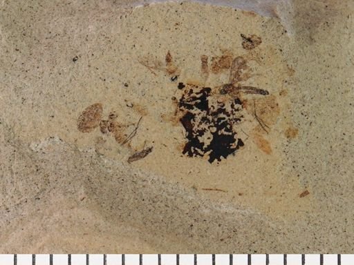Thysanoptera?