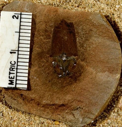 Lepidostrobus sp.