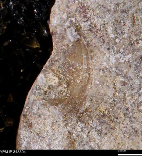 undet. Bivalvia
