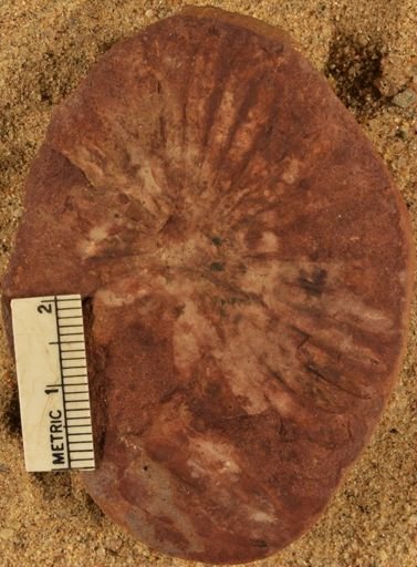 Annularia sp.