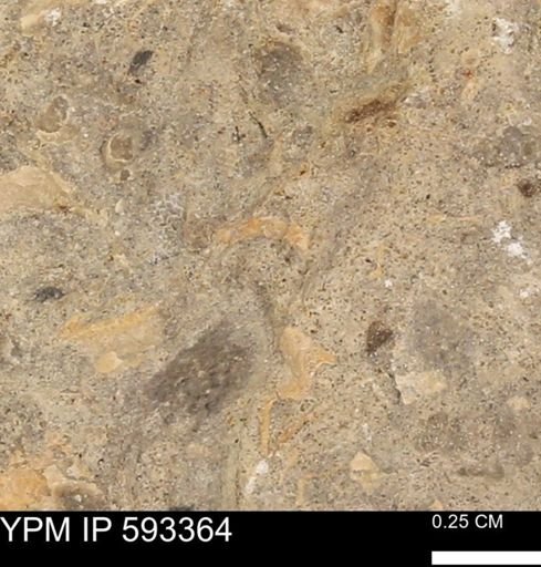 undet. Mollusca