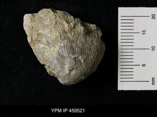 Linoproductus magnispinus