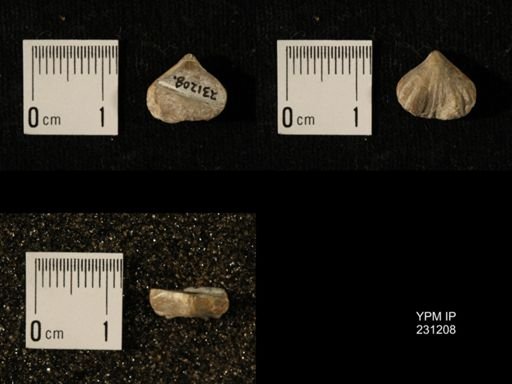Wellerella osagensis