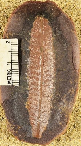 Pecopteris