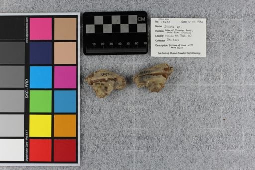 Dinictis sp.