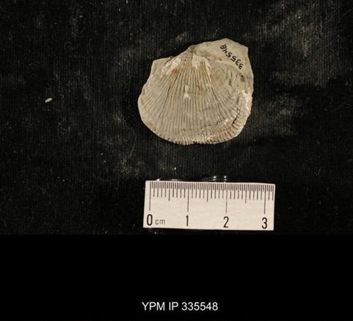 Linoproductus sp.