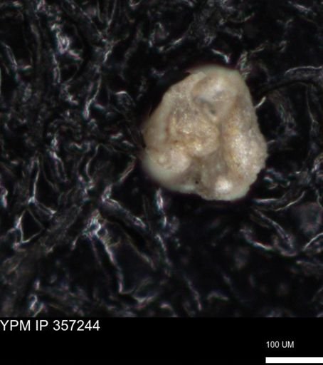 undet. Foraminiferida