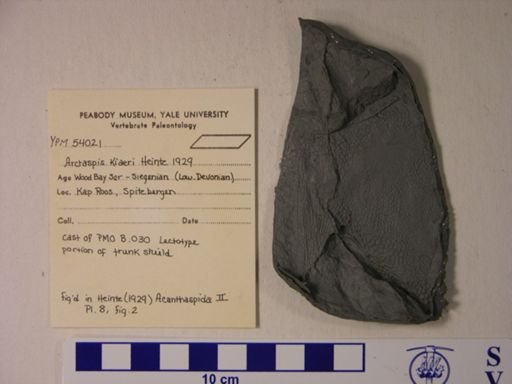 Arctaspis kiaeri