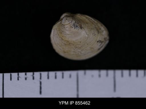 Limopsis striatopunctatus