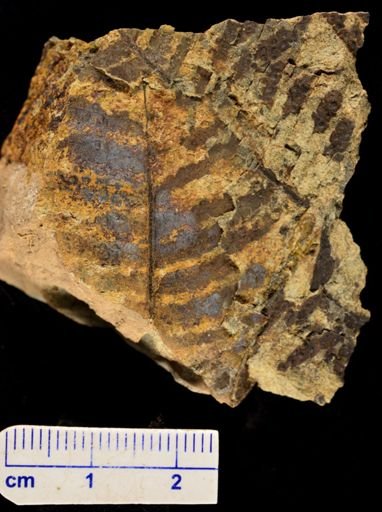 Microphyllopteris delicata