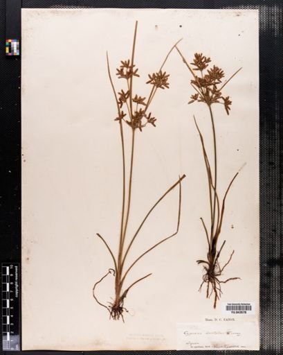 Cyperus dentatus