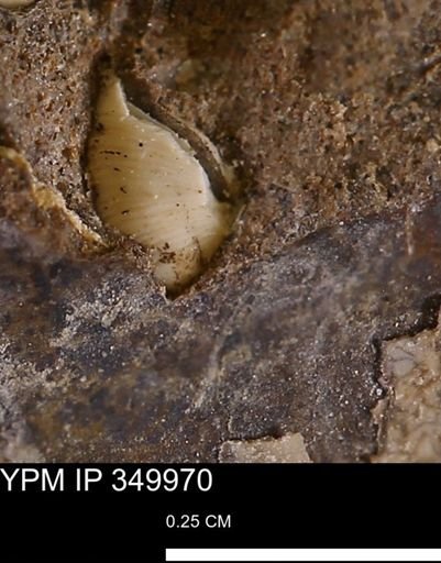 undet. Bivalvia