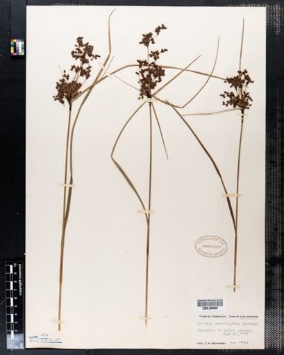 Scirpus atrocinctus