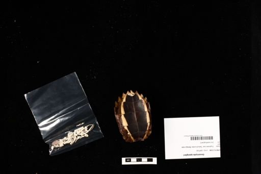 Geoemyda spengleri