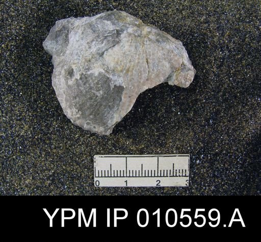 Productus indicus