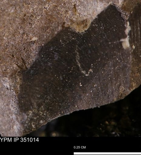 undet. Mollusca