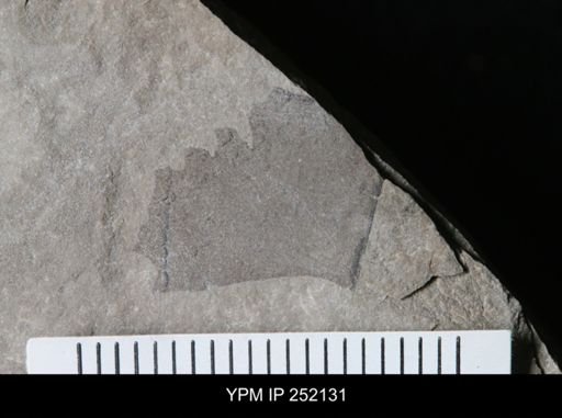 undet. Eurypterida