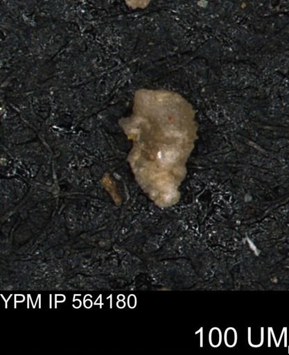 Verneuilina canadensis
